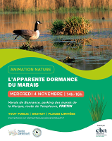 L’apparente dormance du marais à Fretin