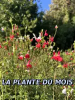 Sauge arbustive 'Hot Lips'