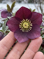  L'Helleborus, alias la Rose de Noël.