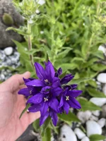 La Campanule à fleurs agglomérées - Avril